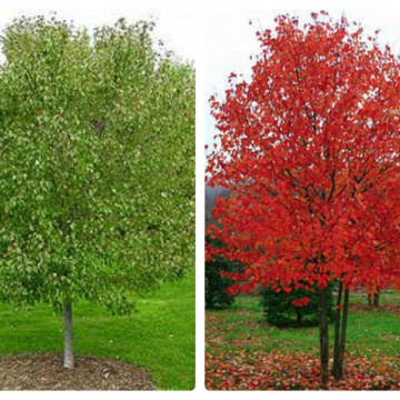 Artar Red Sunset (Acer rubrum Red Sunset) 100-140 cm - Img 3