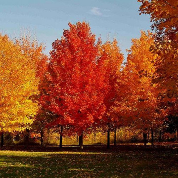 Artar rosu (Acer rubrum October Glory), arbore ornamental, frunzis verde-rosu - Img 2