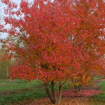 Artar tatarasc Ginnala (Acer tataricum Ginnala), planta gard viu, arbust ornamental, planta melifera - Img 3