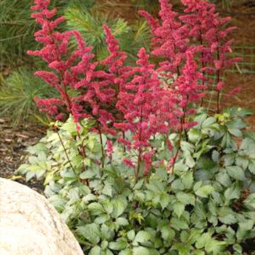 Astilbe (Astilbe Burgundy Red) - Img 2