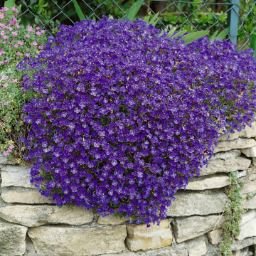 Aubertia (Aubrieta deltoidea Cascade Blue), vesnic verde, planta perena, flori mov - Img 2