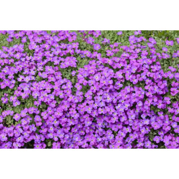 Aubrieta deltoidea Cascade purple, planta perena, flori mov