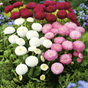 Banutei mix (Bellis pomponete), planta perena, flori roz
