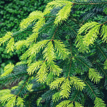 Brad de caucaz (Abies nordmanniana), vesnic verde, conifer ornamental - Img 2
