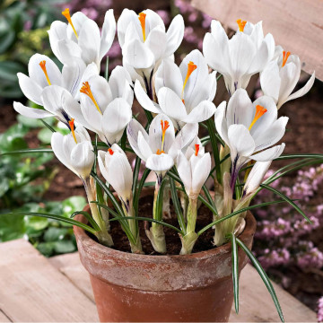 Brândușe albe (Crocus Jeanne D'Arc), bulbi crocus, flori alb - Img 2