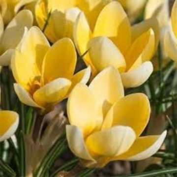 Brândușe galbene (Crocus Romance), bulbi crocus, flori galbene