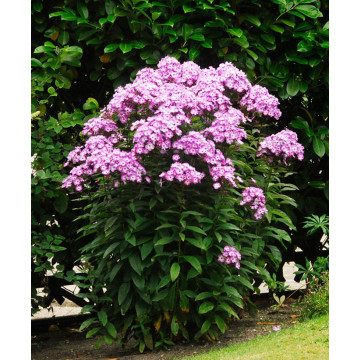 Brumarele (Phlox Laura), planta ornamentala, planta parfumata, flori roz - Img 2