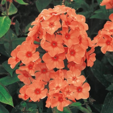 Brumarele (Phlox Orange perfection), planta perena, planta parfumata, flori portocaliu