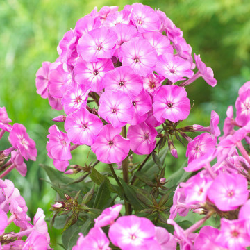 Brumarele (Phlox paniculata Famous Purple), planta cu flori, planta parfumata, flori mov