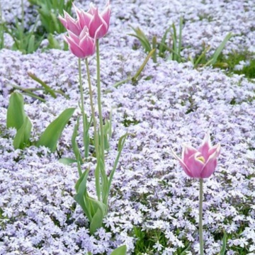 Brumarele (Phlox subulata Emerald Cushion Blue) ghiveci 2 l