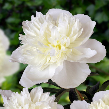 Bujor alb (Paeonia 'Duchesse de Nemours'), arbust ornamental, planta parfumata, flori alb - Img 1