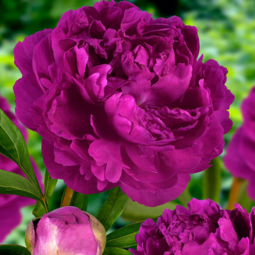 Bujor arbustiv (Paeonia suffuricosa purple), arbust ornamental, planta parfumata, flori mov