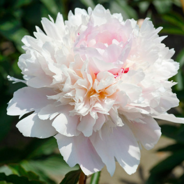 Bujor roz batut (Paeonia 'Alertie'), planta perena, planta parfumata, flori roz - Img 2