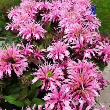 Busuioc turcesc (Monarda didyma Balmy Pink), planta perena, planta aromatica, planta medicinala - Img 3