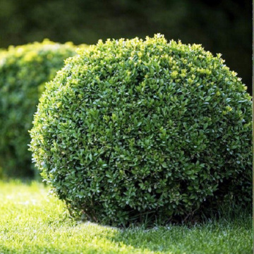 Buxus (Buxus sem. Faulkner) 5-10 cm, planta gard viu, vesnic verde