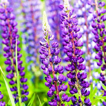 Cafelute albastre (Lupinus p. Legendary blue shades), conifer ornamental, planta melifera, flori albastru