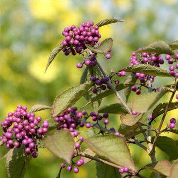 Calicarpa (Callicarpa bodinieri Giraldii) ghiveci 2 l, arbust ornamental, flori mov