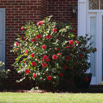 Camelia jap. Kramers supreme, arbust ornamental, gradina japoneza, planta parfumata - Img 2