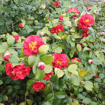 Camelie (Camelia jap. Blood of China), vesnic verde, planta ornamentala, flori rosu - Img 2