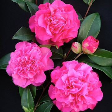 Camelie (Camellia Debbie), vesnic verde, arbust ornamental, flori roz