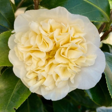 Camelie (Camellia Wil. Jury's Yellow)