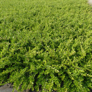 Caprifoi tarator (Lonicera nitida Elegant), vesnic verde, planta cataratoare - Img 3