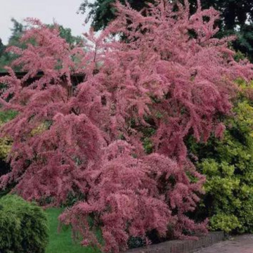 Catina ornamentala rosie (Tamarix ramossisima Rubra), arbust ornamental