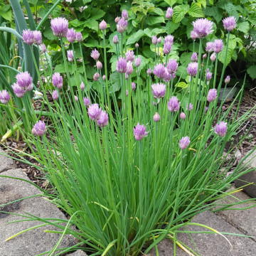 Ceapa de frunze (Allium schoenoprasum), planta perena, flori mov - Img 4