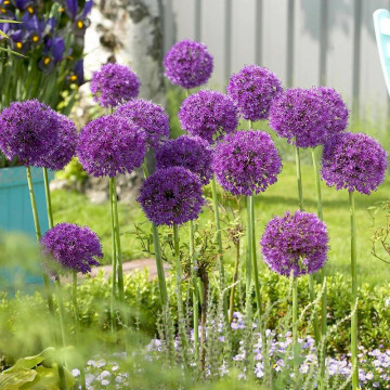 Ceapă decorativă Purple Sensation (Allium Purple Sensation), bulbi allium, flori mov - Img 2