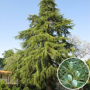Cedru (Cedrus deodara) 40-60 cm, vesnic verde, conifer ornamental