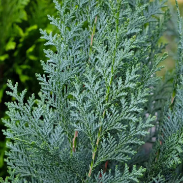 Chiparos albastru (Chamaecyparis law. Columnaris) 100-120 cm, planta gard viu, vesnic verde, frunzis albastru - Img 2