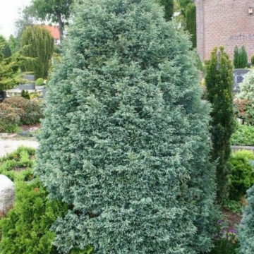 Chiparos Boulevard (Chamaecyparis law. Boulevard), vesnic verde, conifer ornamental