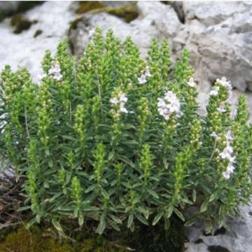 Cimbru de iarna (Satureja montana), planta acoperitoare de sol, planta aromatica, planta parfumata - Img 2