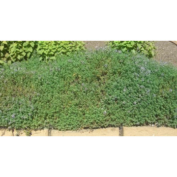 Cimbru (Thymus citriodorus Lemon)