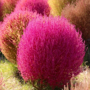 Cipru de gradina (Kochia scoparia) - Img 2