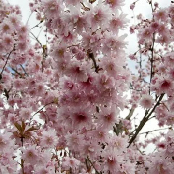 Cires japonez roz (Prunus incisa Oshidori), arbore ornamental, flori roz