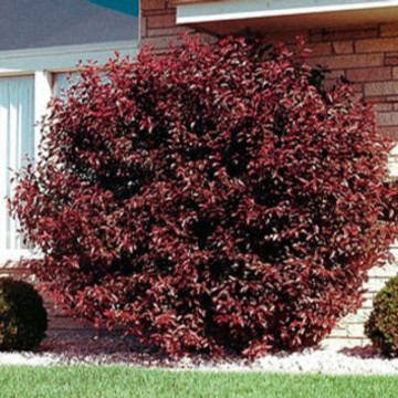 Cires rosu (Prunus cistena), arbust ornamental, planta parfumata, flori roz - Img 2