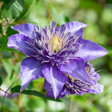Clematita (Clematis Multi Blue), planta gard viu, planta cataratoare, flori albastru - Img 2