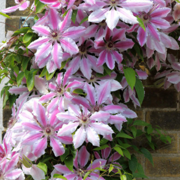 Clematita (Clematis Nelly Moser), planta gard viu, planta cataratoare, flori roz - Img 3