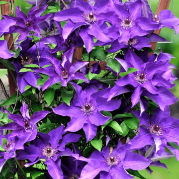 Clematita (Clematis The President), planta cataratoare, flori mov - Img 1