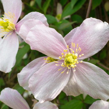 Clematita mirositoare (Clematis 'Fragrant Spring'), planta cataratoare, planta parfumata, flori roz