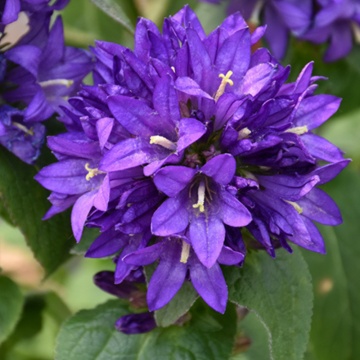 Clopotel (Campanula glomerata Superba) - Img 2
