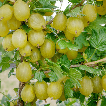 Coacaz japonez (Ribes uva crispa hinna. Gold), planta gard viu, arbust fructifer