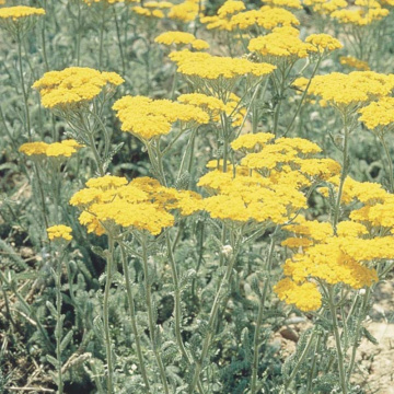 Coada soricelului galbena (Achillea aurea), planta perena, planta medicinala, planta parfumata - Img 2