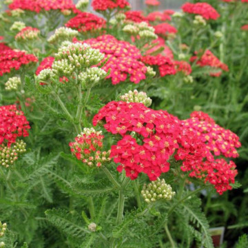 Coada soricelului rosie (Achillea Cherry Queen) ghiveci 2 l, planta perena, planta medicinala, planta parfumata - Img 3