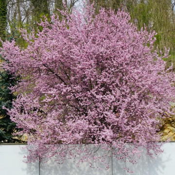 Corcodus rosu (Prunus cerasifera Nigra) 40-60 cm, arbore ornamental, gradina japoneza, flori roz - Img 5