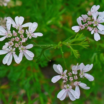 Coriandru (Coriandrum sativum), planta aromatica, planta medicinala - Img 2
