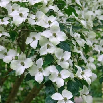 Corn chinezesc (Cornus kousa chinensis), arbust ornamental - Img 3