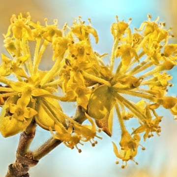 Corn Jeliko (Cornus mas Jeliko), arbust fructifer - Img 2