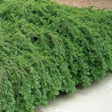 Cotoneaster (Cotoneaster p. Queen of carpets) - Img 2
